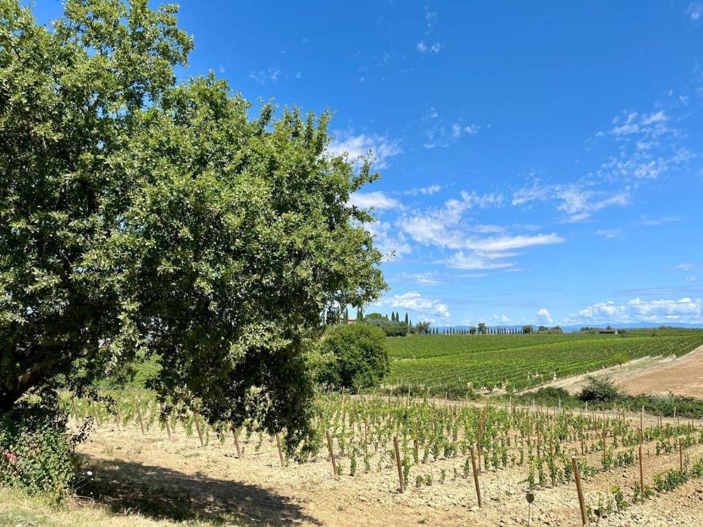 Terreno a Montalcino in Montalcino - Foto 4