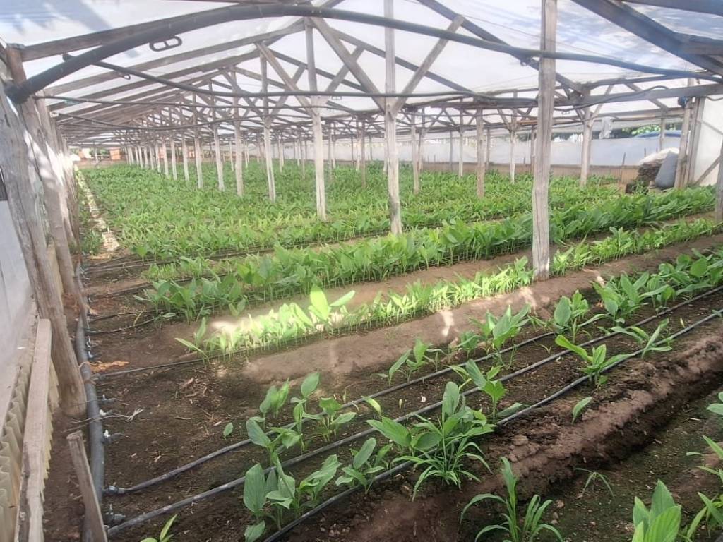 Terreno a Santa maria la carità in Via Pioppelle - Foto 2