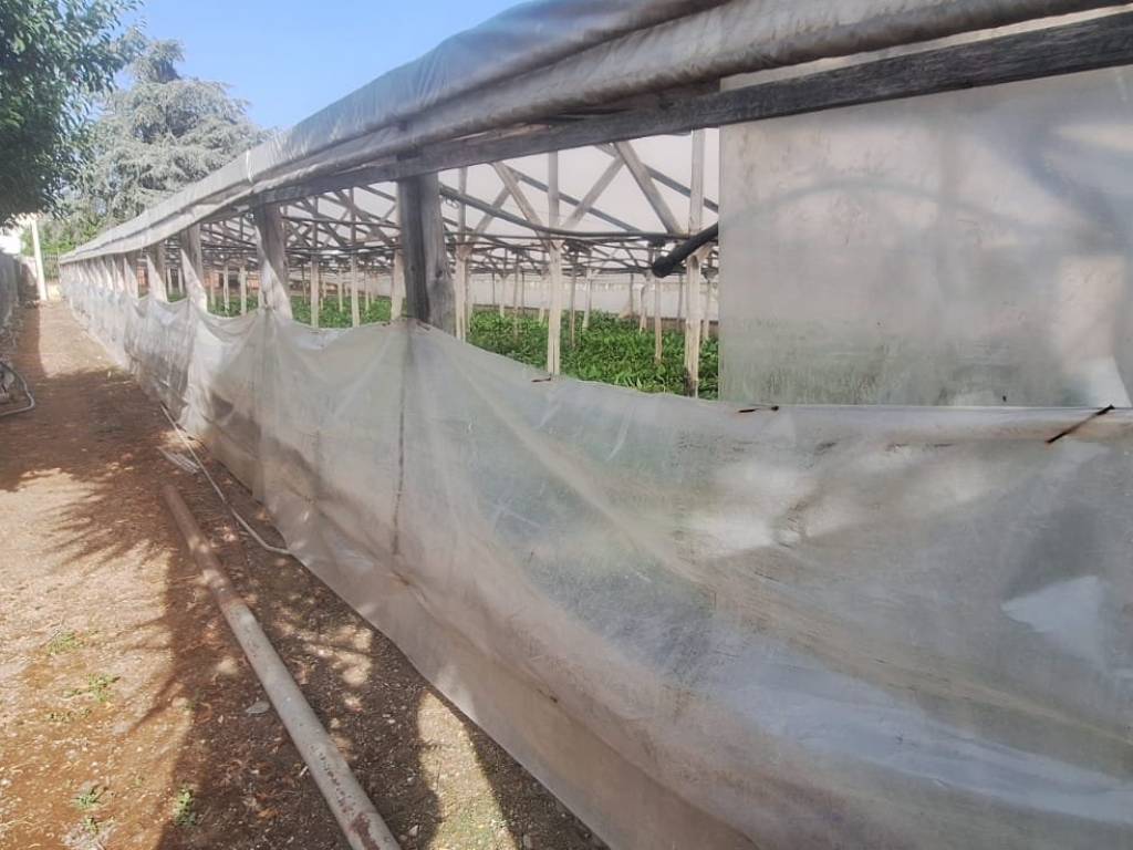 Terreno a Santa maria la carità in Via Pioppelle - Foto 3