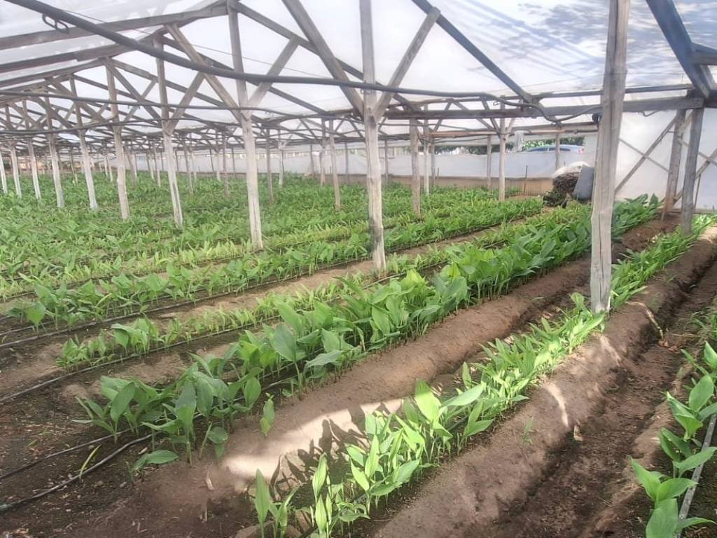 Terreno a Santa maria la carità in Via Pioppelle - Foto 4