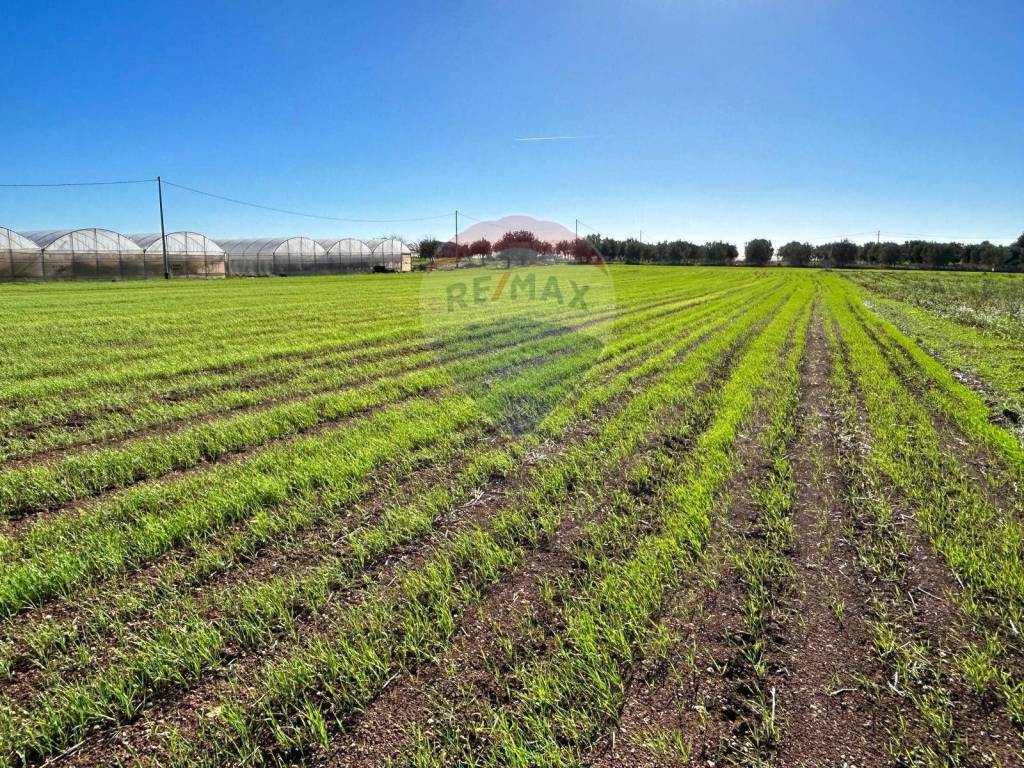 Terreno a Noto in Burgio - Foto 3