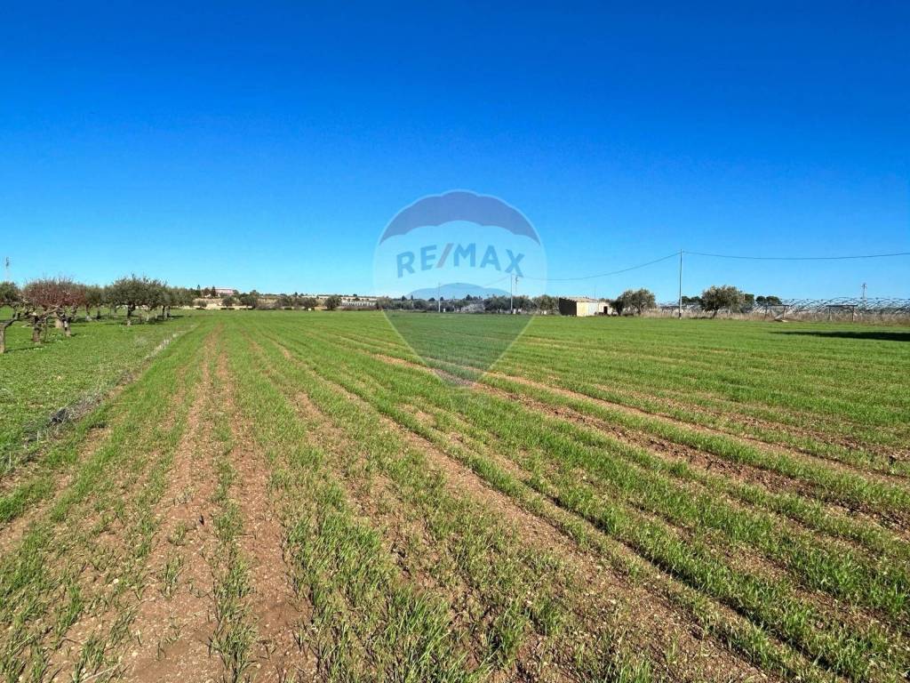 Terreno a Noto in Burgio - Foto 4