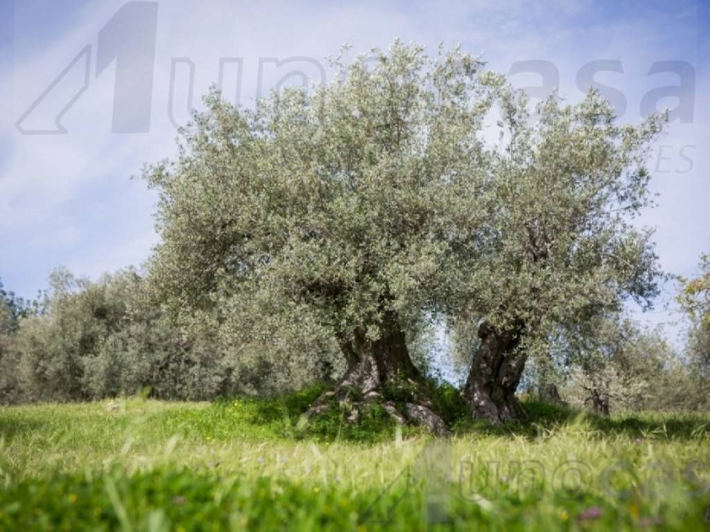 Rustico / casale a Noto - Foto 3