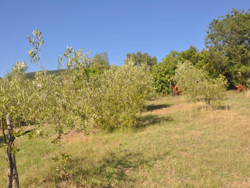Rustico / casale a Castellina marittima in Via dei Giardini - Foto 4