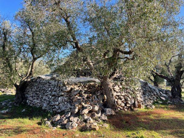 Rustico / casale a Martina franca in Strada Cuoco Zona 1 - Foto 2