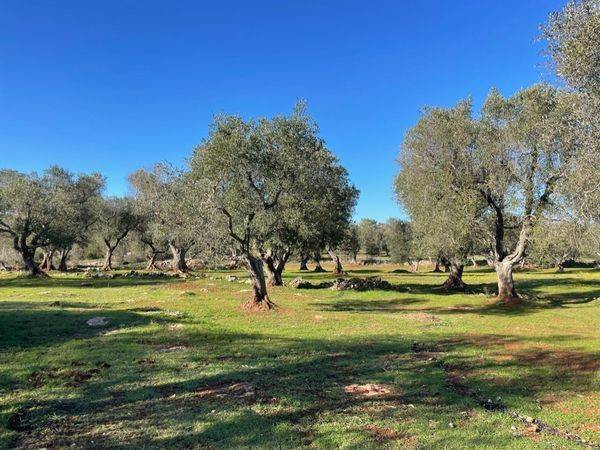 Rustico / casale a Martina franca in Strada Cuoco Zona 1 - Foto 5
