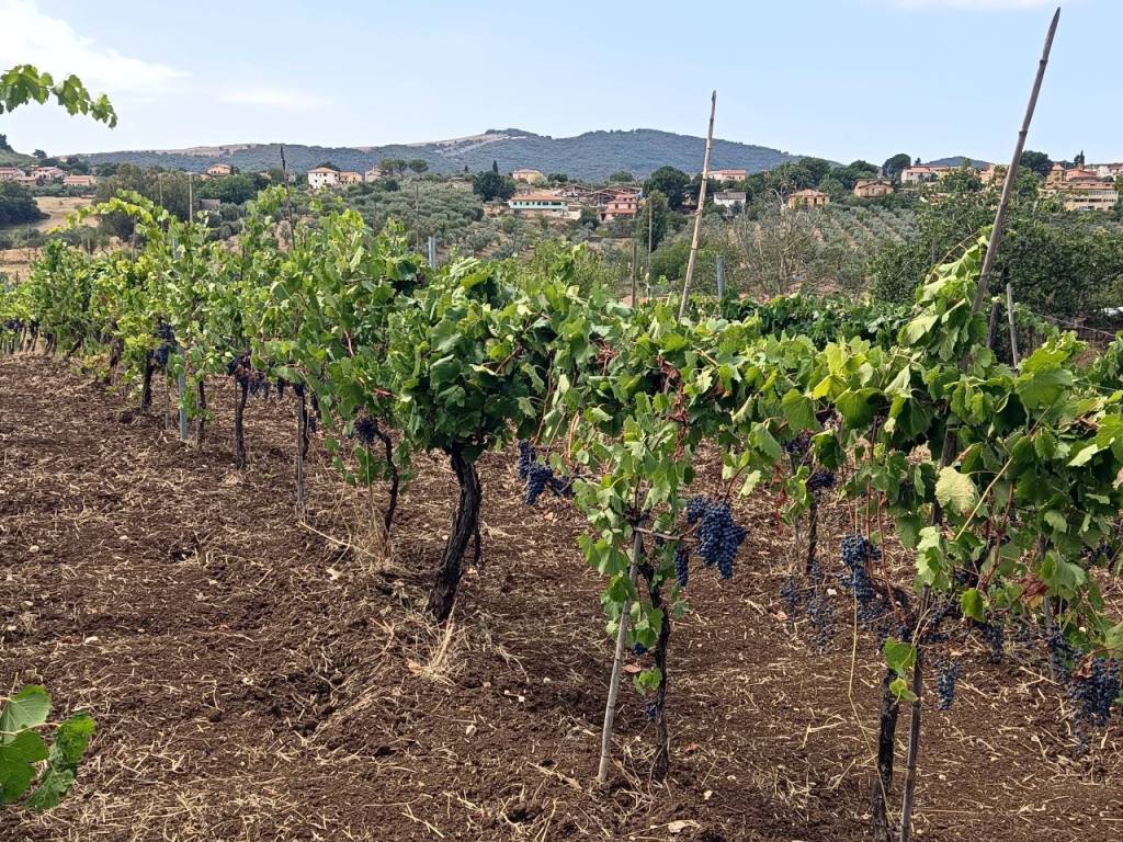 Villa a Poggio nativo - Foto 3