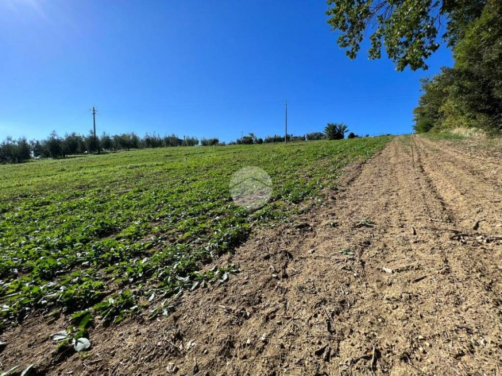Terreno a Calvi dell'umbria in Vocabolo la corte - Foto 4