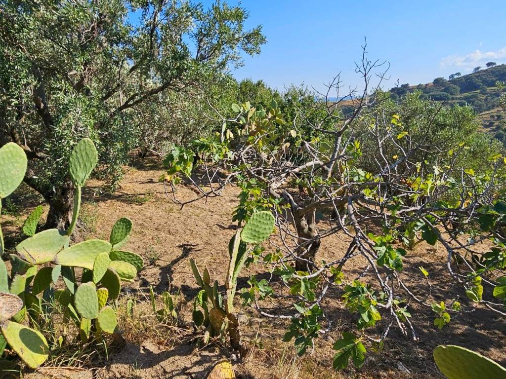 Terreno a Montepaone - Foto 2