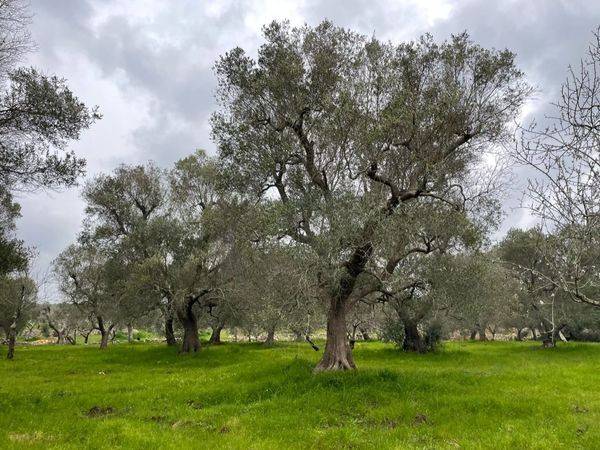 Rustico / casale a Ceglie messapica in contrada barone - Foto 3