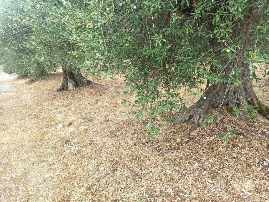 Terreno a Panicale in Via del Lago, 49 - Foto 3
