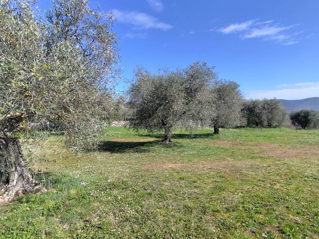 Terreno a Panicale in Via Montali - Foto 5