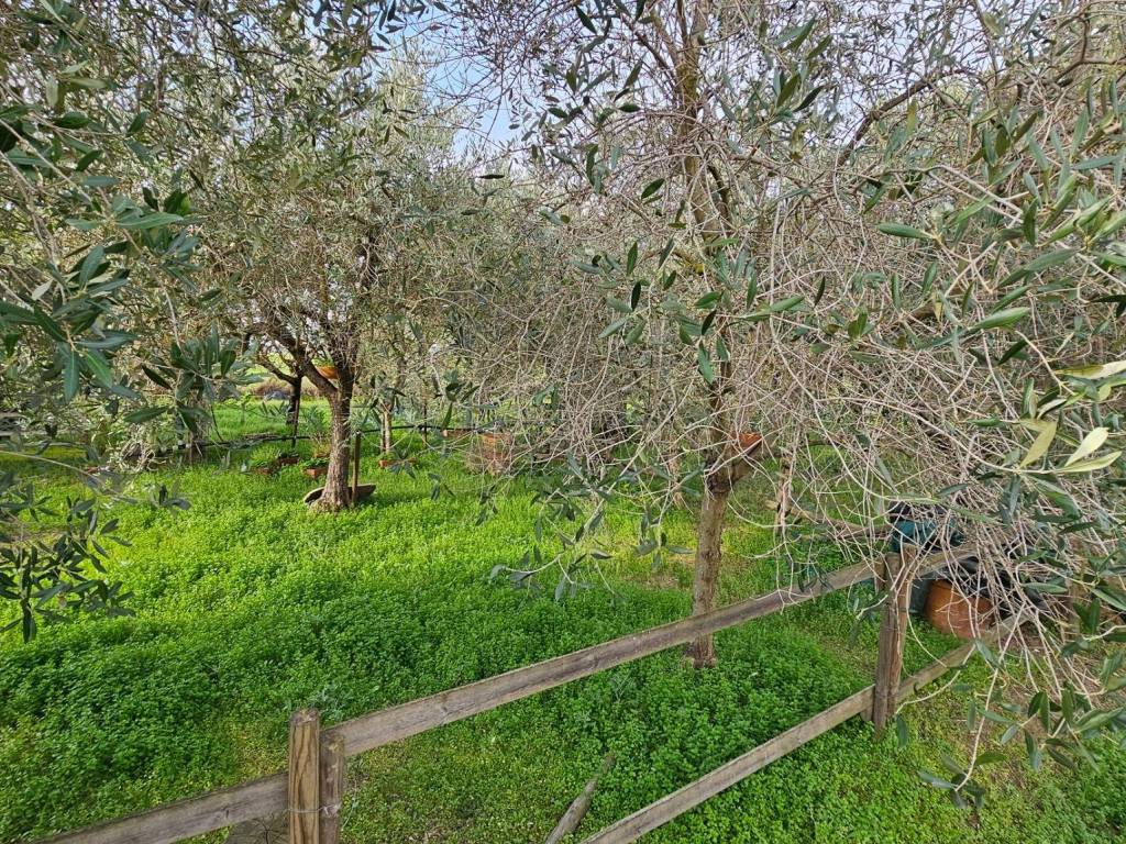 Terreno a Grosseto in Via Aurelia Nord - Foto 5
