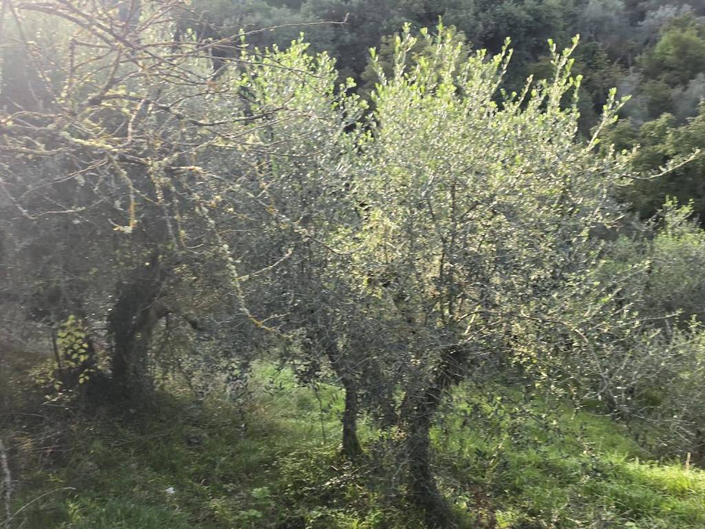 Terreno a Piegaro in Vocabolo Baccanelle - Foto 2