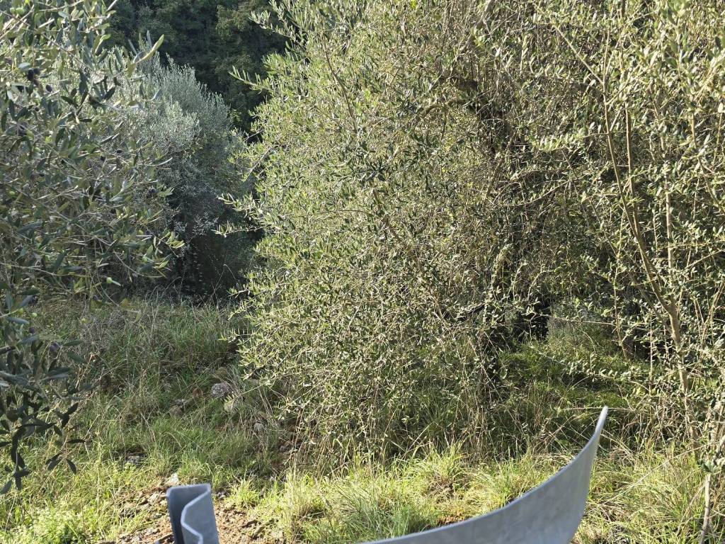 Terreno a Piegaro in Vocabolo Baccanelle - Foto 3