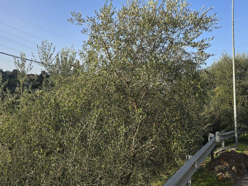 Terreno a Piegaro in Vocabolo Baccanelle - Foto 4