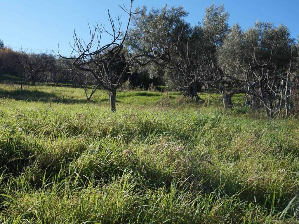Terreno a Cosenza in c.da Badessa Diodato - Foto 2