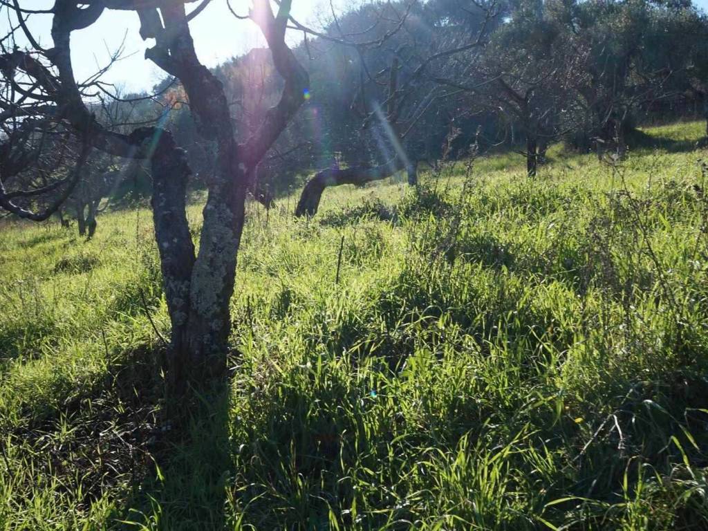 Terreno a Cosenza in c.da Badessa Diodato - Foto 3
