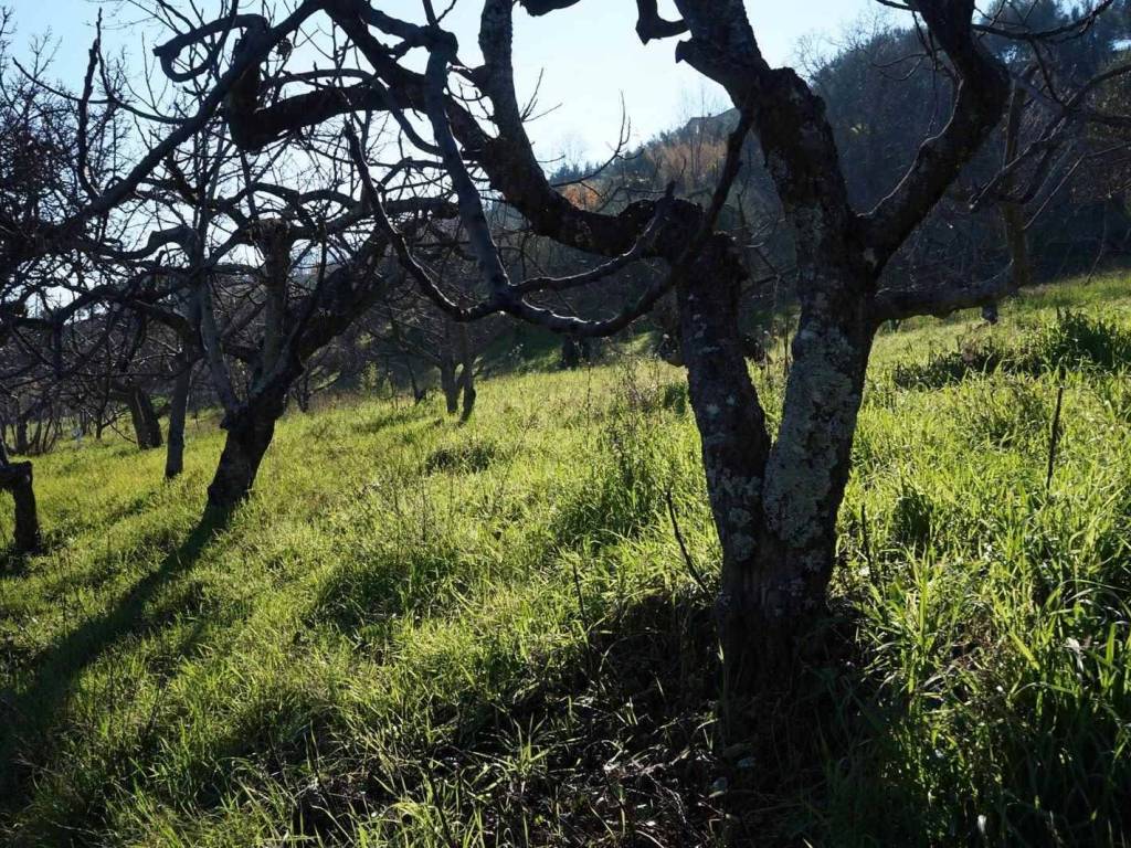 Terreno a Cosenza in c.da Badessa Diodato - Foto 4