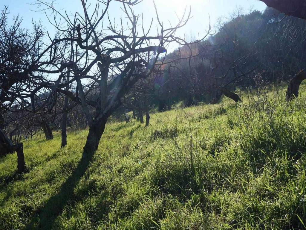 Terreno a Cosenza in c.da Badessa Diodato - Foto 5