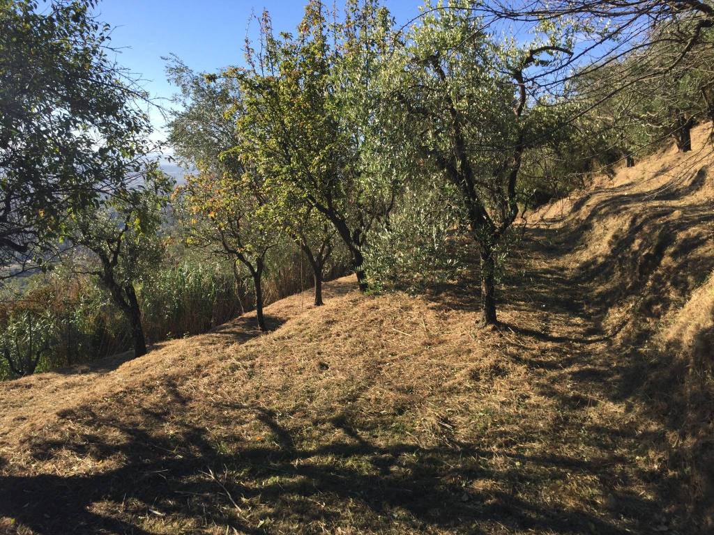 Terreno a Massa e cozzile in Strada Provinciale Massa Cozzile e Macchino, 8 - Foto 4