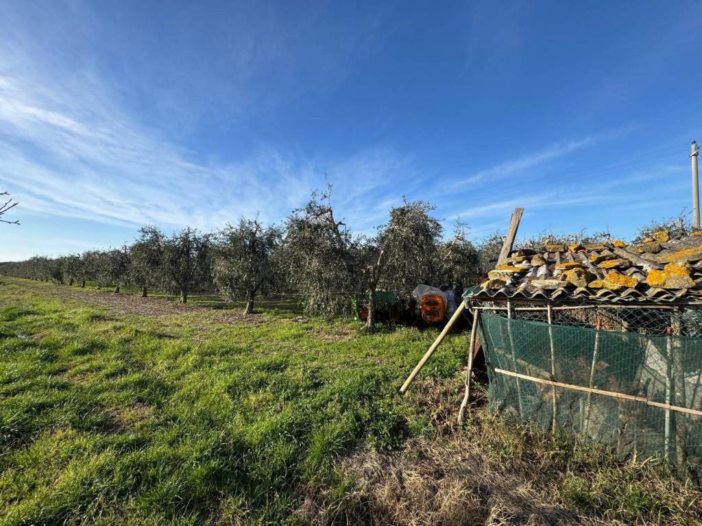Terreno a Bibbona in Via Carlo Eberle - Foto 4
