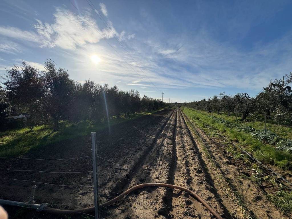 Terreno a Bibbona in Via Carlo Eberle - Foto 5