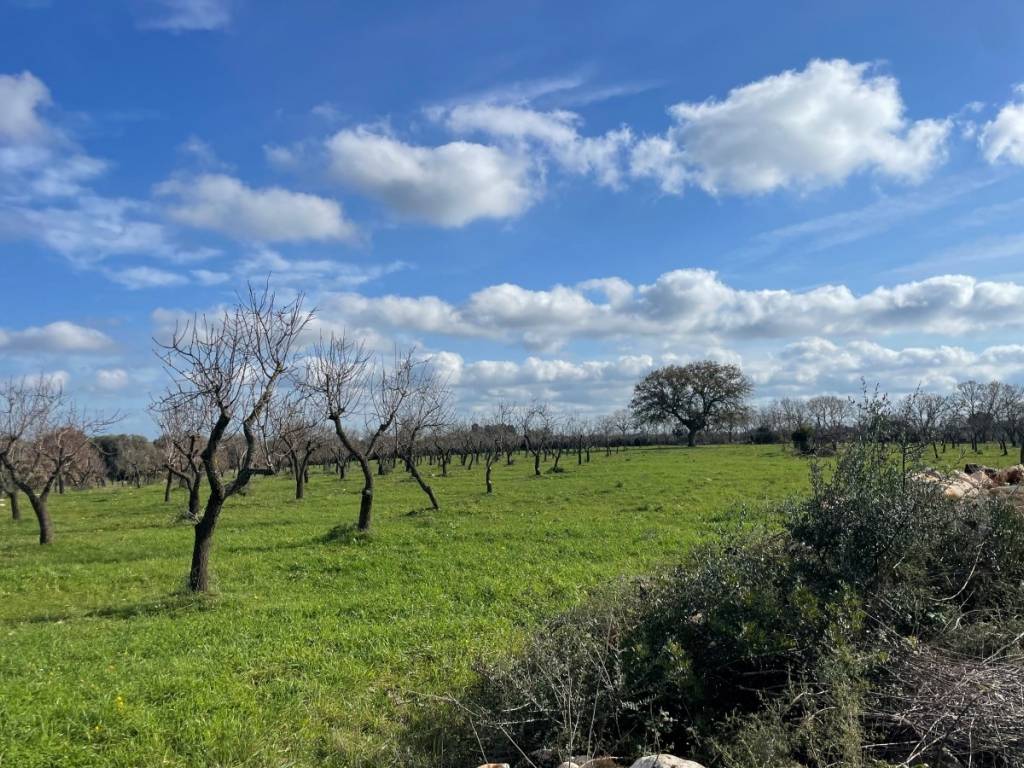 Rustico / casale a Ostuni in Contrada Giovannarolla - Foto 4