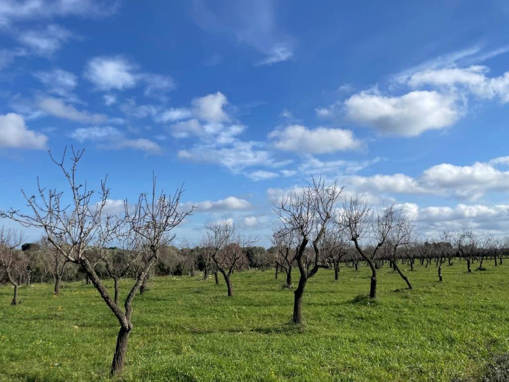Rustico / casale a Ostuni in Contrada Giovannarolla - Foto 5