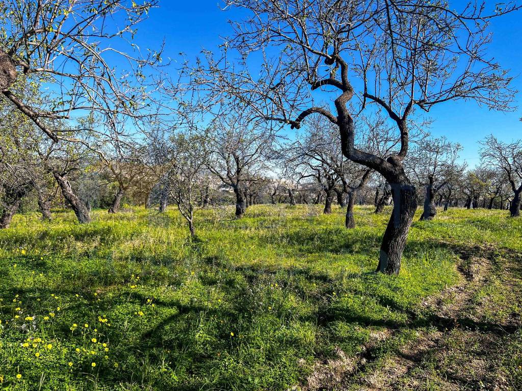 Terreno a Noto in Via Tommaso Fazello, 228 - Foto 3