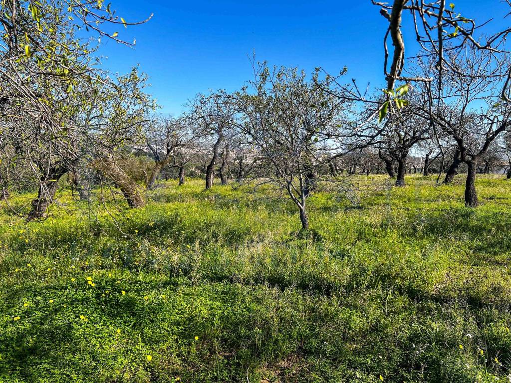 Terreno a Noto in Via Tommaso Fazello, 228 - Foto 4