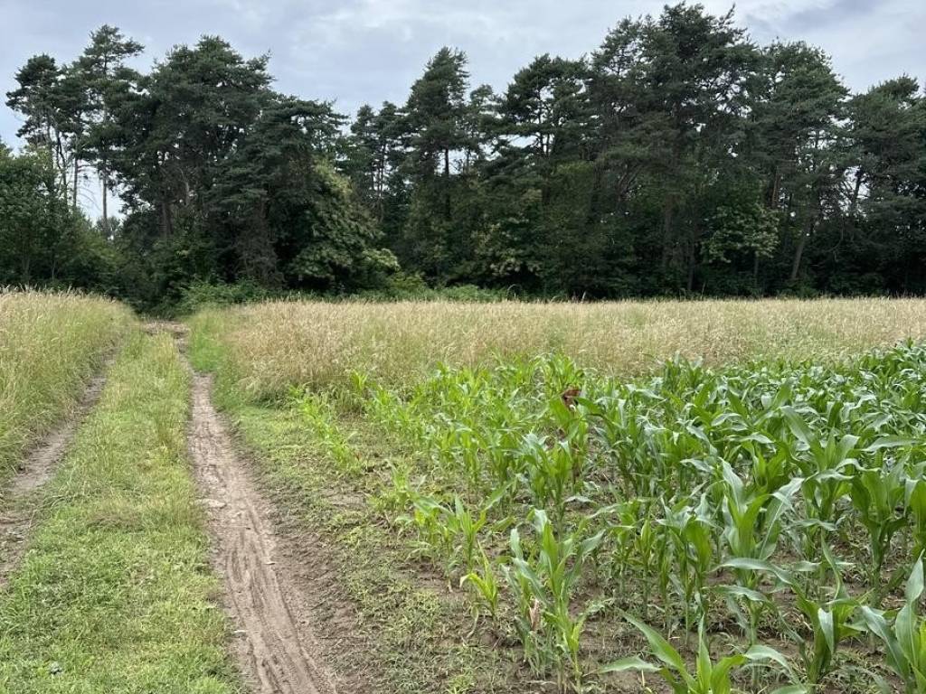 Terreno a Brenna - Foto 4