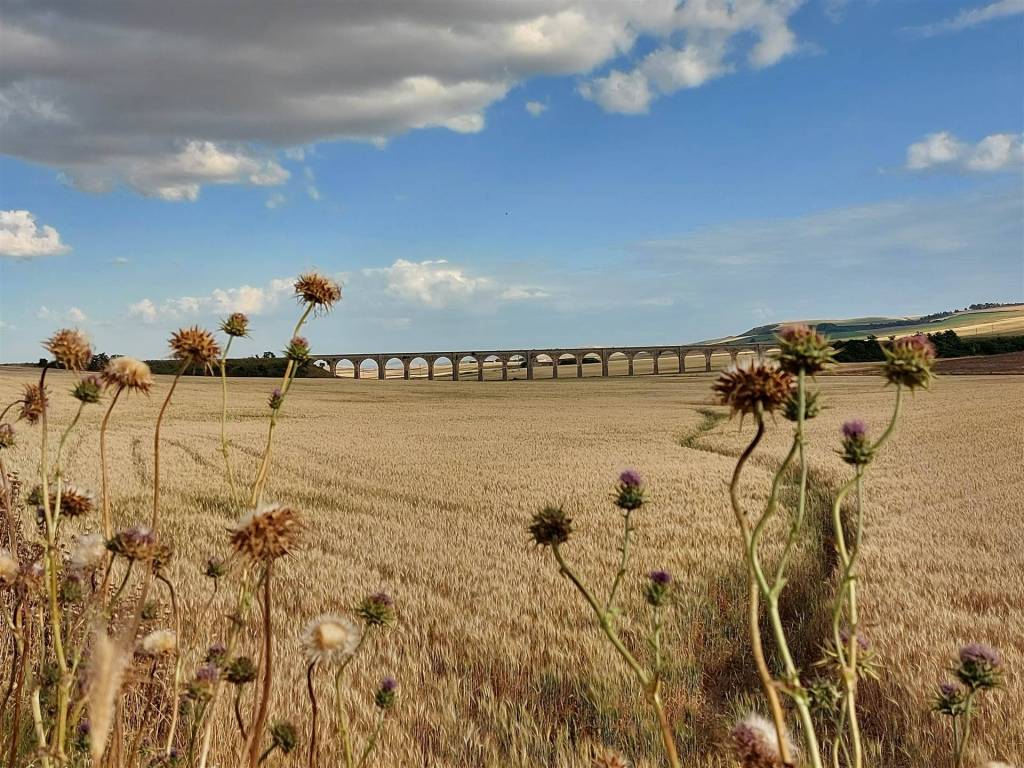 Terreno a Spinazzola in 21 ARCHI - Foto 3