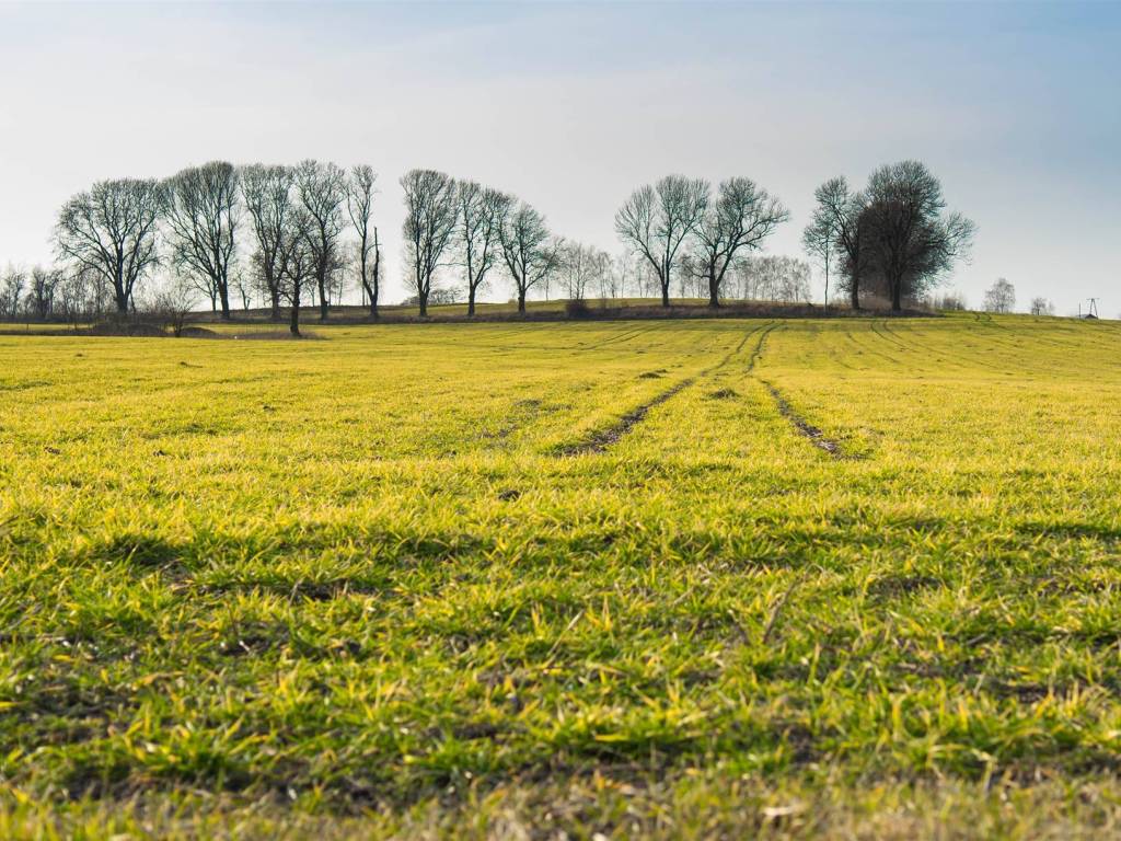 Terreno a Cecina - Foto 5
