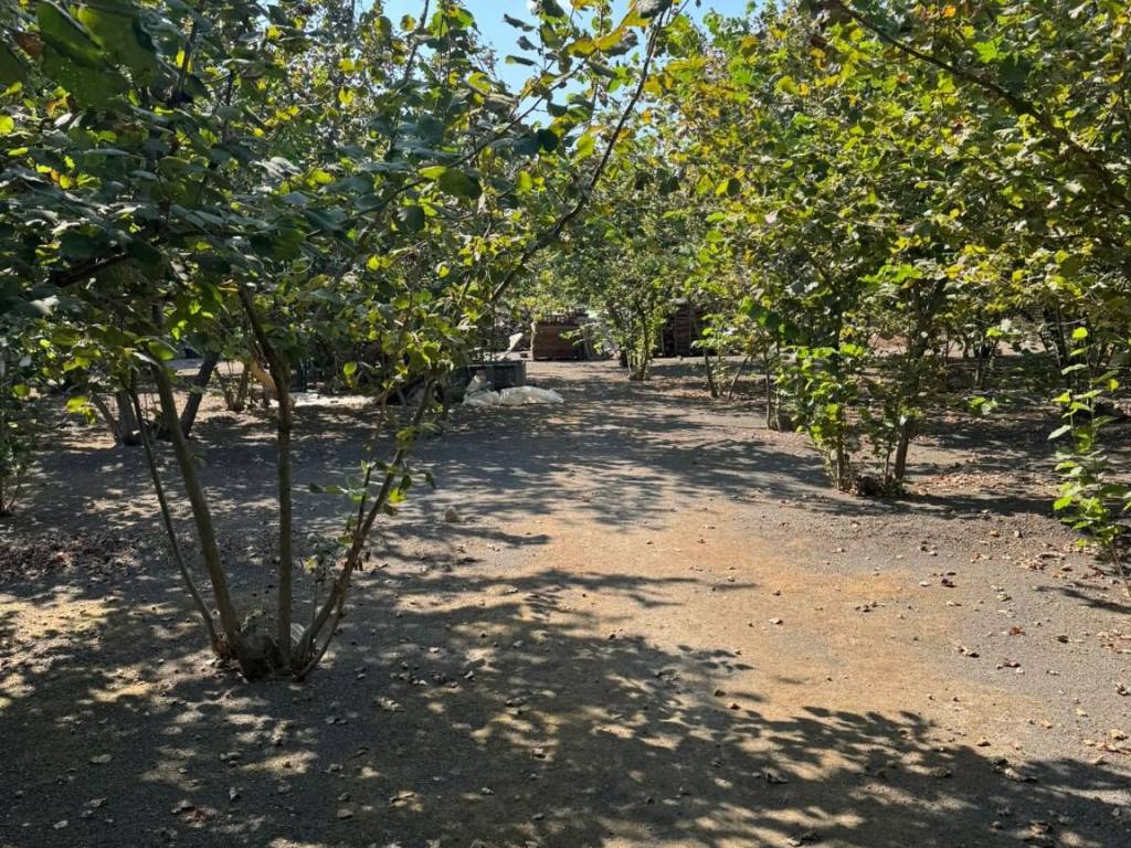 Terreno a Striano - Foto 3