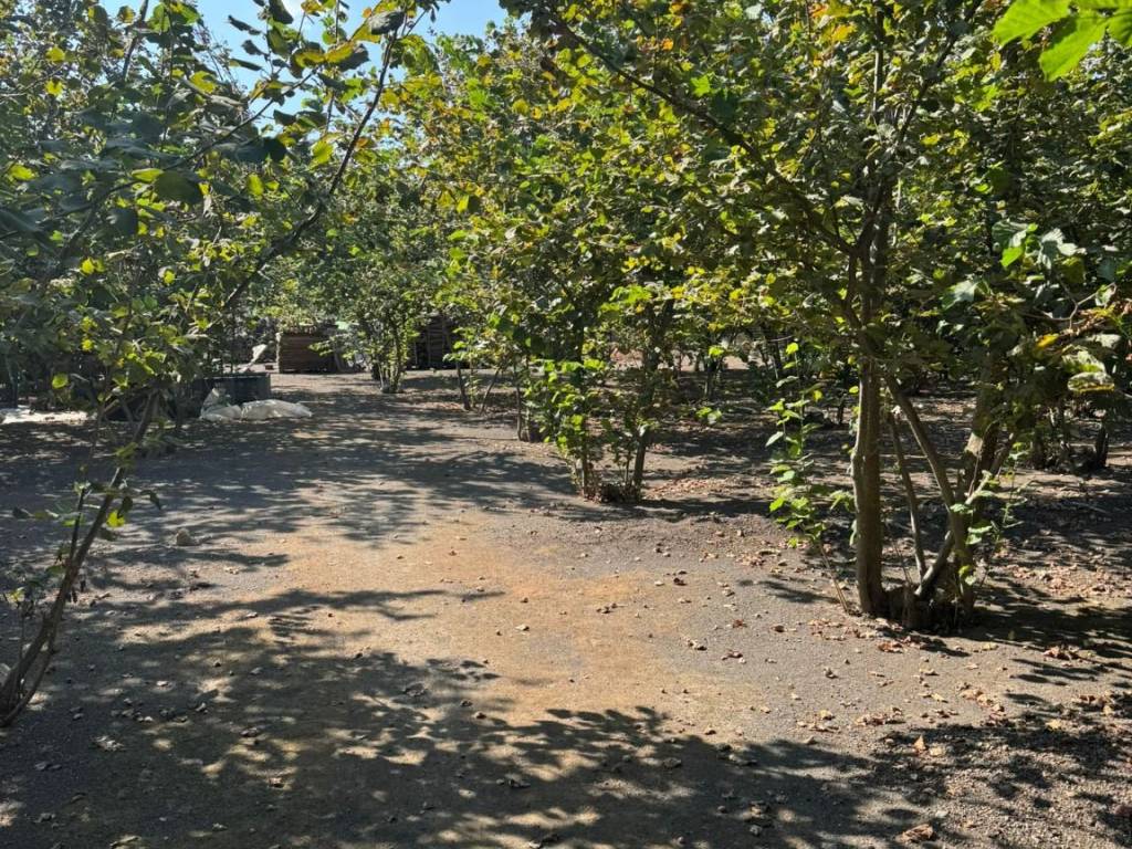 Terreno a Striano - Foto 4