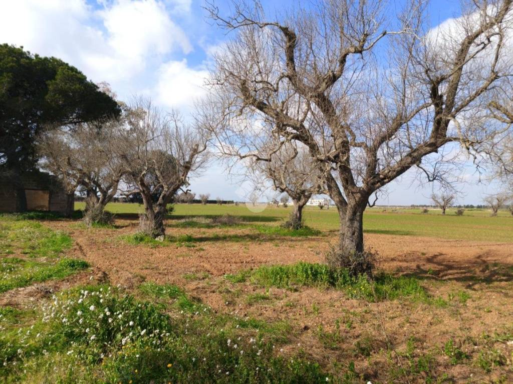 Rustico / casale a Nardò in Strada Console Scalelle - Foto 3