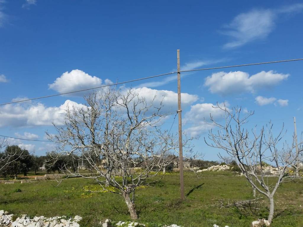 Terreno a Alessano - Foto 5
