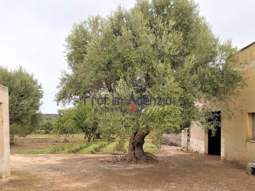 Rustico / casale a Ceglie messapica - Foto 4