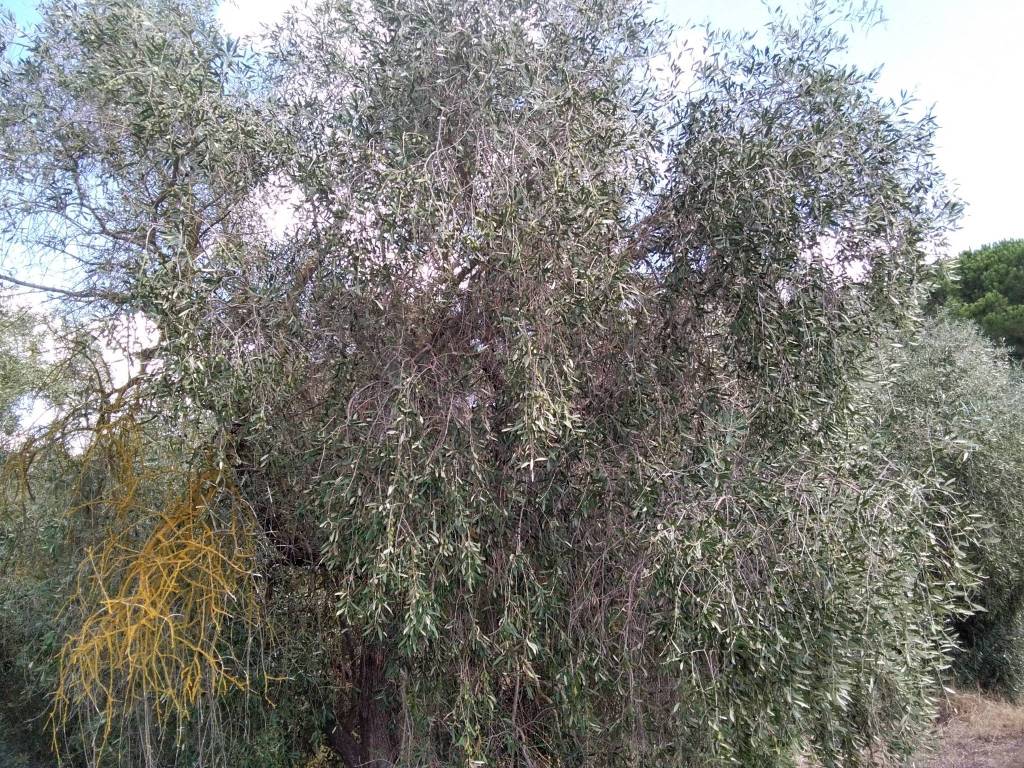 Terreno a Piombino in Località Riotorto Vecchio - Foto 5