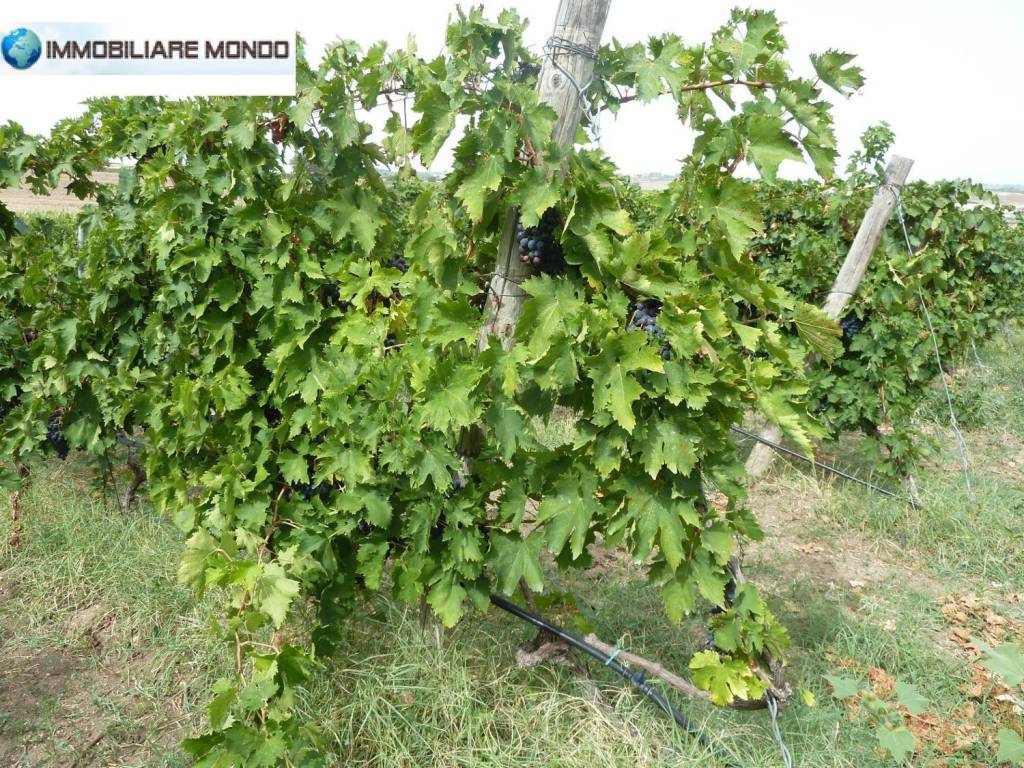 Terreno a Portocannone - Foto 4