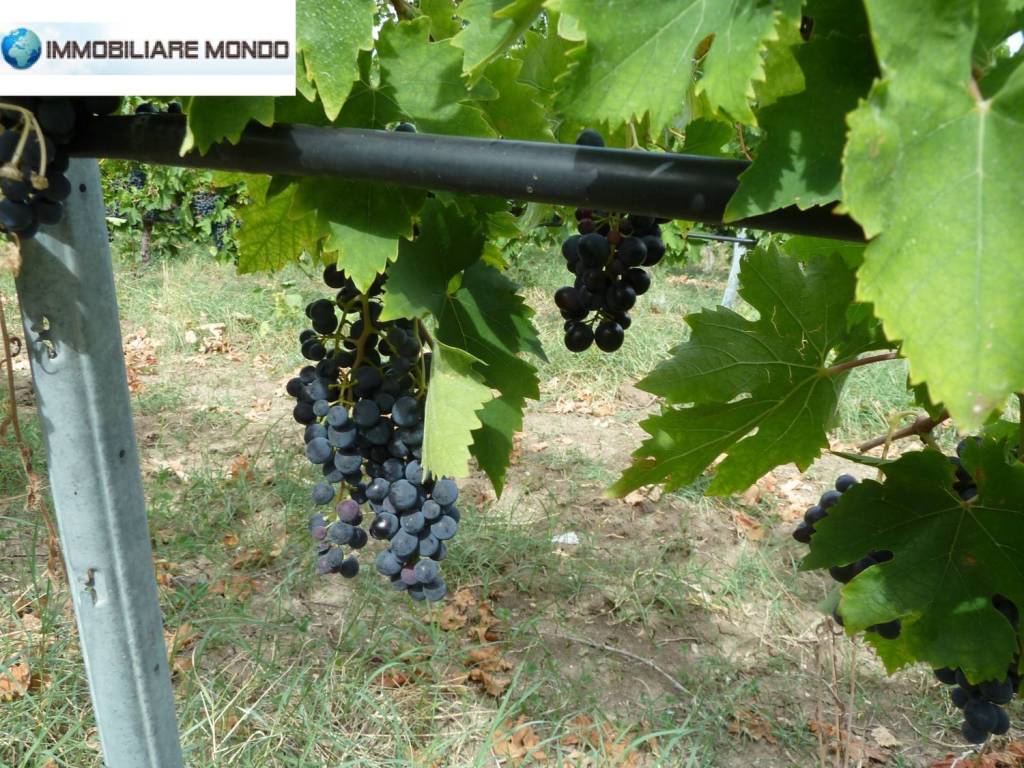 Terreno a Portocannone - Foto 5