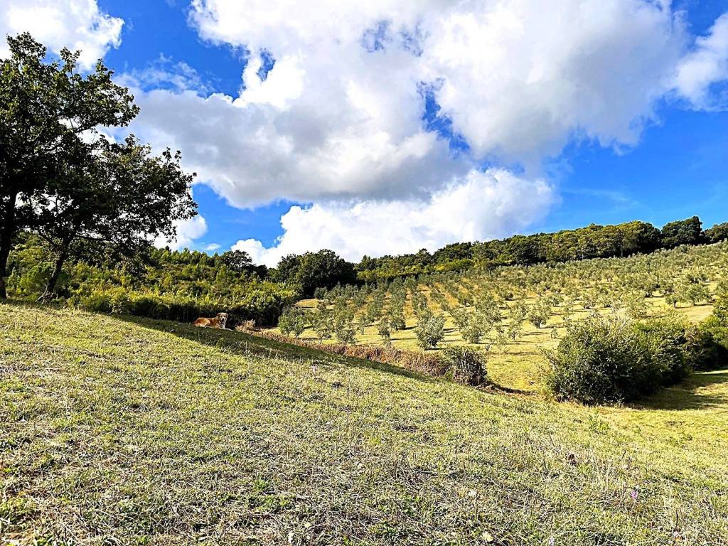 Terreno a Rosignano marittimo in Località di Popogna la Concezione, 35 - Foto 2