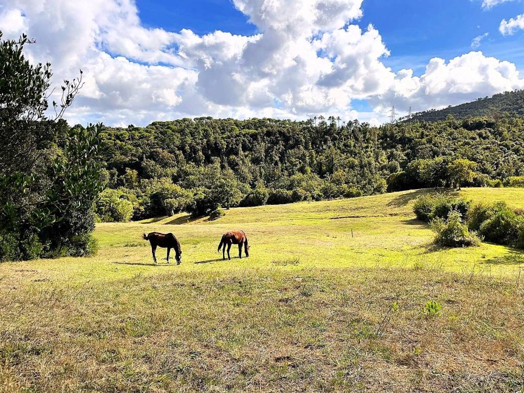 Terreno a Rosignano marittimo in Località di Popogna la Concezione, 35 - Foto 3