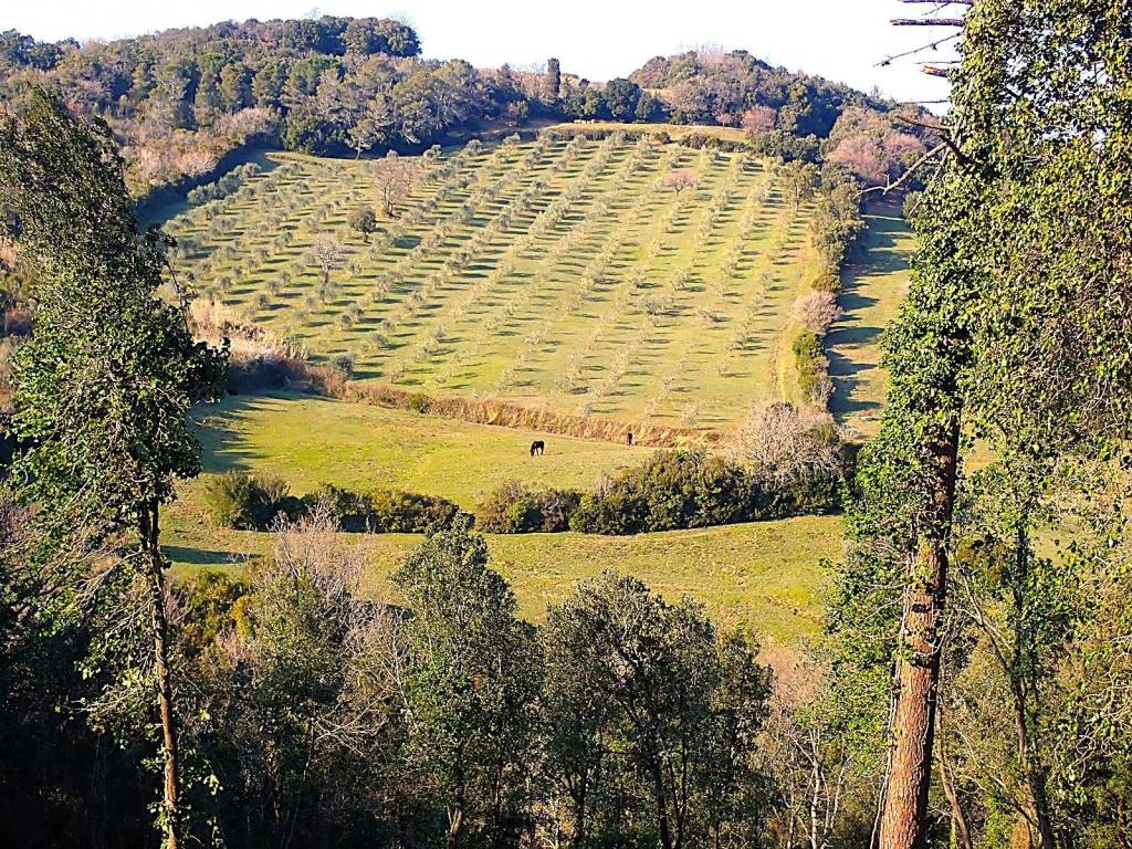Terreno a Rosignano marittimo in Località di Popogna la Concezione, 35 - Foto 5