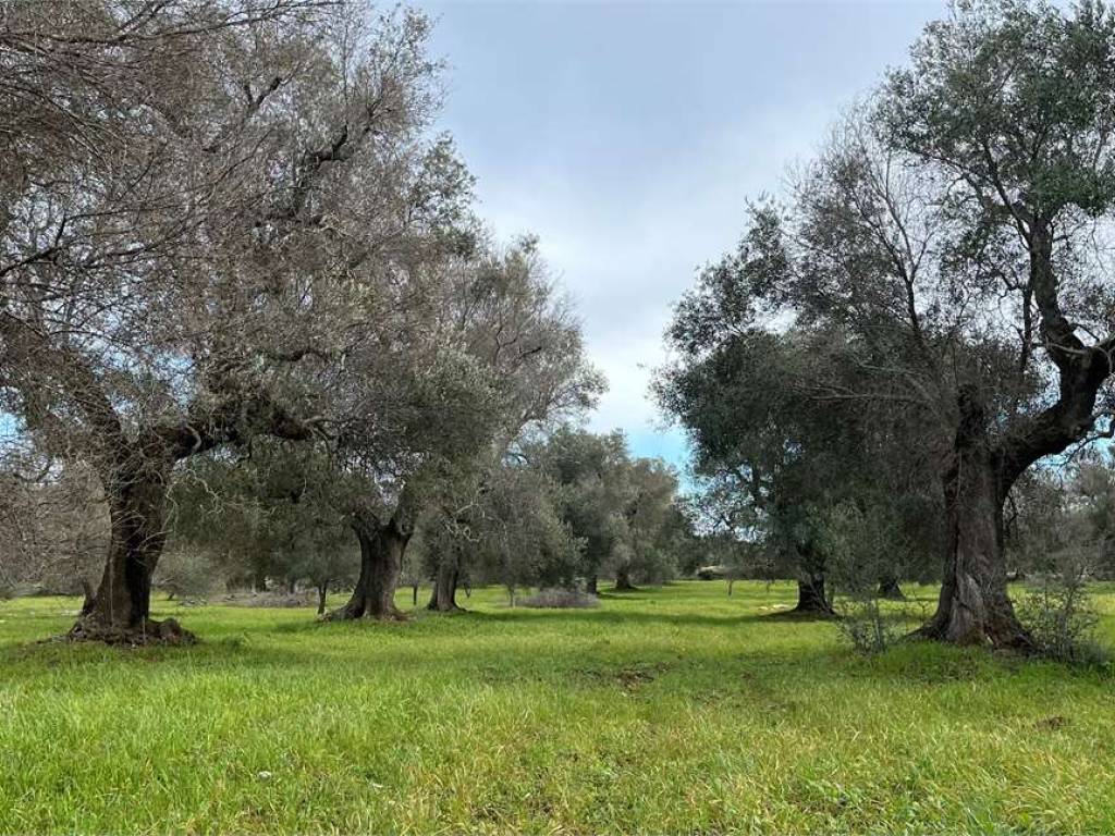 Terreno a San vito dei normanni - Foto 2