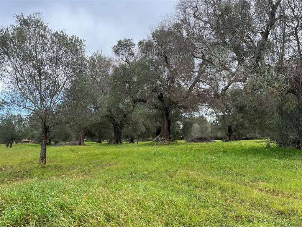 Terreno a San vito dei normanni - Foto 3