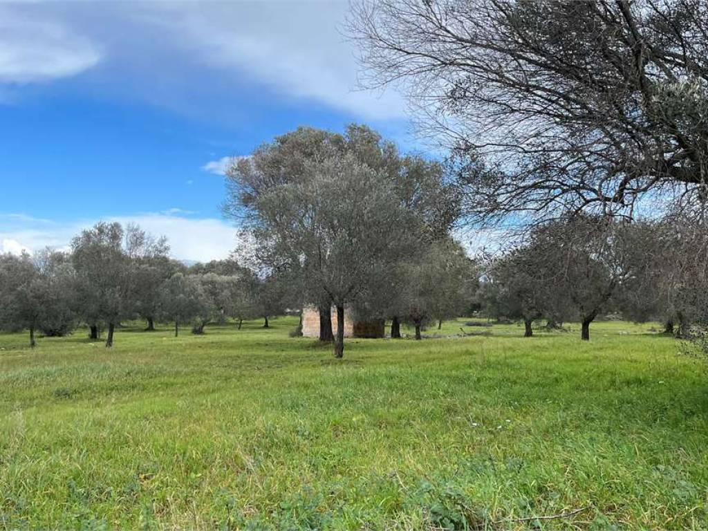 Terreno a San vito dei normanni - Foto 5