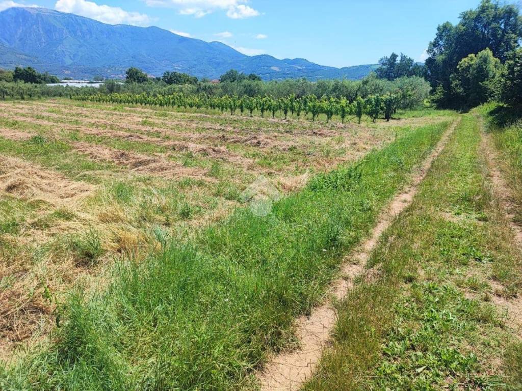 Terreno a Montecorvino rovella in Contrada incassata, 11 - Foto 4