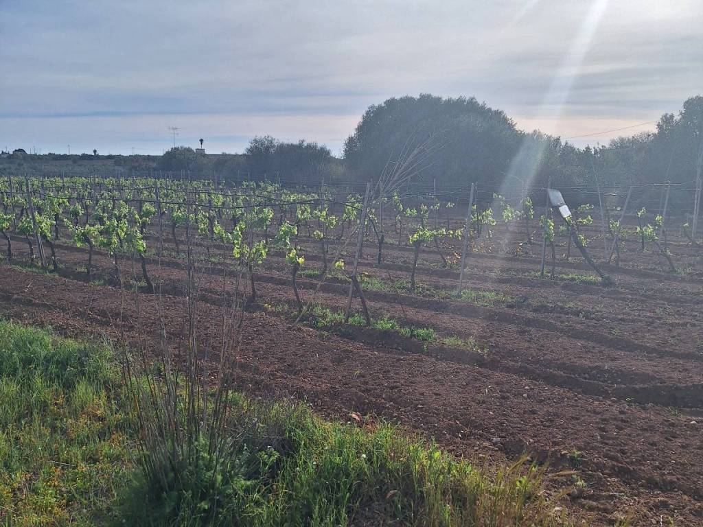 Terreno a Mazara del vallo in Via Mario Sironi - Foto 4